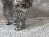 British Shorthair Yavrular