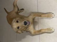 Orjinal golden retriever yavrusu