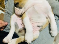 ENGLİSH BULLDOG YAVRULAR İZMİR