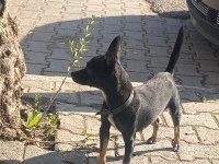 Dişi ve erkek yavru pinscher