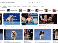 Oyuncu İnsan Canlısı Safkan Cream French Bulldog Acil
