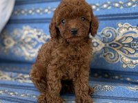 Erkek Poodle Bebeğimiz