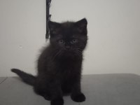 Nadir bulunan renk british shorthair 2.5 aylık erkek yavru