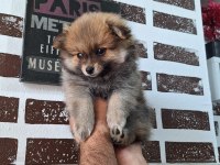 ORJİNAL Pomeranian boo