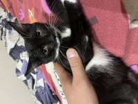 Acil kalıcı yuva arıyorum