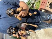 Doberman bebekleri