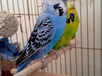 Jumbo çift yavrulu muhabbet kuşu