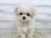 Maltese Terrier Xs Sıfır Numara Büyümeyen Yavrum