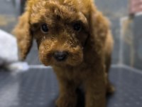 RED TOY POODLE YAVRUSU