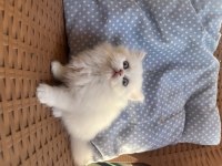 Dişi Ve Erkek Chinchilla Bebeklerimiz