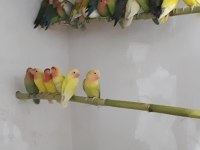 YERLİ URETİM EL BESLEME YAVRU PAPAĞANLAR