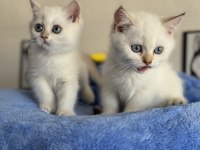 Ankarada ziyarete açık golden british shorthair