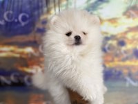 Pomeranian bebekler hazır