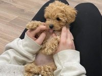 Şirin Maltipoo Bebişler