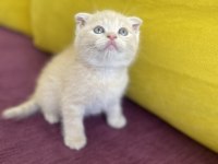 Scottish Fold Sağlıklı Ev Kedilerim