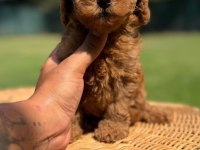 Oyuncu Zeki Ve Sevgi Dolu Toy Poodle