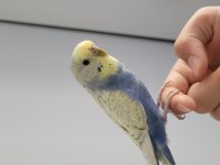 Sahibinden muhabbet kuşu ilgi çekici
