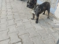 NADİR IRK BULLDOG MERLE