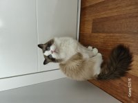 Ragdoll Sealbicolor Oğlumuzu Sahiplendiriyoruz