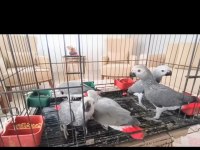 Jako Papağanı Yavrularımız Yeni Ailelerine Gitmeye Hazır