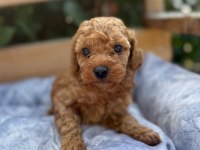 Tatlılığıyla aşık edebilecek minicik bir poodle kalp