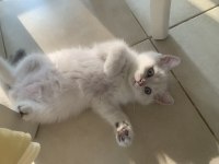 Son kalan erkek kedimize yuva