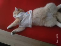 British shorthair Golden Ny12