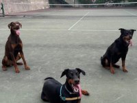 İSTANBUL YENİ DOĞACAK SAFKAN DOBERMAN YAVRULARI