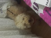 1,5 yaşında saf kan erkek toy poodle