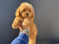 Petmode köpek çiftliğinden kore maltipoo yavrumuz