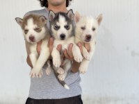 Her Renk Husky Yavrularımız