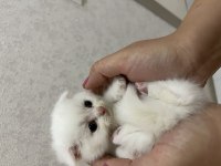 Scottish Fold yavru BEYAZ VE GRİ