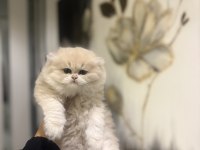 Scrli Anne Babadan Top Kafa Brıtısh Longhaır