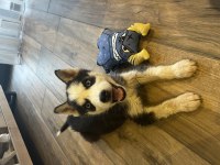sibirya kurdu husky