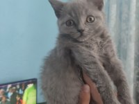 British shorthair yavrularımıza yuva arıyoruz