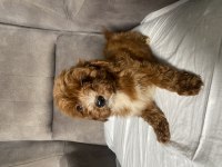 T Cup Red Maltipoo Oğlumuz
