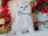 Güneş Sarısı AY Golden British Shorthair 