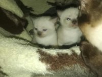 Anne altında siyam kedisi