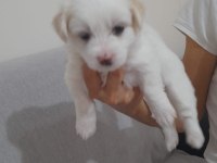 2 adet dişi maltese yavrumuz