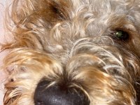 oğlumuza yuva maltipoo