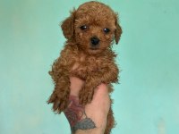 Poodle yavrularımız 40 günlük oldular