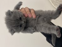 Scottish fold yavrular