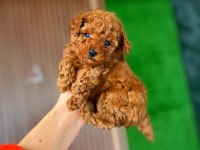 ŞEKER KADAR TATLI POODLE
