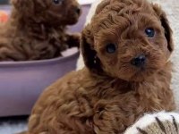 Toy Poodle Teacup Köpeğimiz