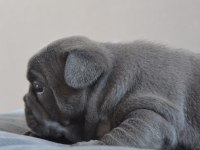 BLUE FRENCH BULLDOG YAVRULARI EN İYİ RENK SKADASI