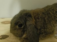 Gebe Dişi Mini Lop Tavşan