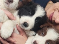 Çok iyi border collie yavruları İstanbul