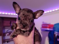 Merle french bulldog
