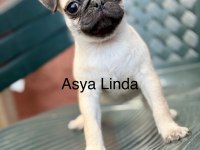 Dişi Pug Mops Yavrumuz