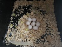 Takım muhabbet kuşu yumurtalı (uygun fiyat)